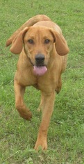 Medium Photo #1 Coonhound-Golden Retriever Mix Puppy For Sale in Von Ormy, TX, USA