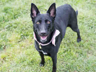 Australian Kelpie Dogs for adoption in Placerville, CA, USA