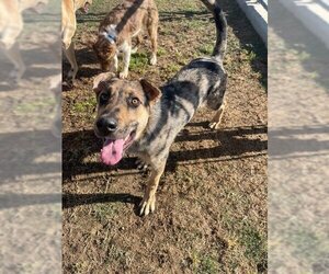 Catahoula Leopard Dog Dogs for adoption in Bakersfield, CA, USA