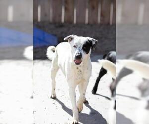 Australian Shepherd-Pointer Mix Dogs for adoption in El Cajon, CA, USA