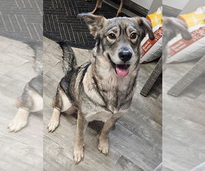 Gerberian Shepsky Dogs for adoption in Ellijay, GA, USA