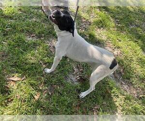 Labrador Retriever-Unknown Mix Dogs for adoption in Houston, TX, USA