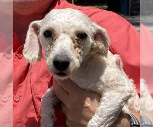 Poodle (Miniature) Dogs for adoption in Magnolia, TX, USA