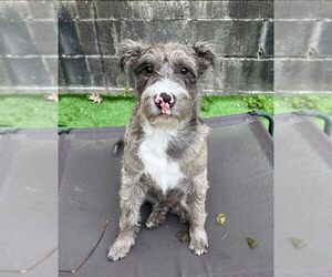 Mutt Dogs for adoption in Bellingham, WA, USA