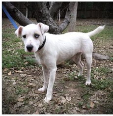Jack Russell Terrier-Parson Russell Terrier Mix Dogs for adoption in Diana, TX, USA