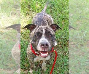 American Staffordshire Terrier Dogs for adoption in Fort Lauderdale, FL, USA