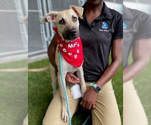 Black Mouth Cur Dogs for adoption in Baytown, TX, USA
