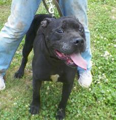 American Pit Bull Terrier Dogs for adoption in Lonsdale, AR, USA