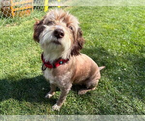 Havanese-Unknown Mix Dogs for adoption in Minneapolis, MN, USA