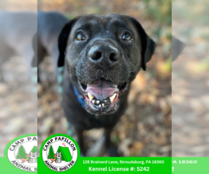 Medium Photo #3 Mutt Puppy For Sale in Stroudsburg, PA, USA