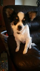 Medium Photo #1 Chihuahua Puppy For Sale in Amarillo, TX, USA