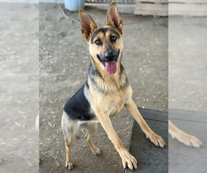 German Shepherd Dog Dogs for adoption in Riverside, CA, USA