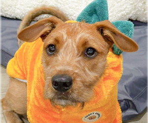 Mutt Dogs for adoption in San Ramon, CA, USA
