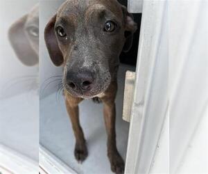 Labrador Retriever Dogs for adoption in Houston, TX, USA