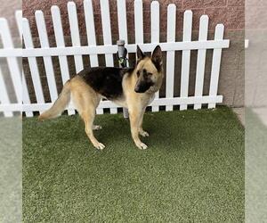 German Shepherd Dog Dogs for adoption in Modesto, CA, USA