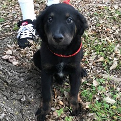 Medium Photo #9 German Shepherd Dog-Great Pyrenees Mix Puppy For Sale in Von Ormy, TX, USA