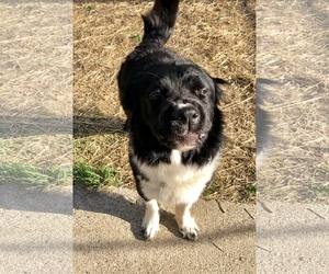 Border Collie Dogs for adoption in Clarkston, MI, USA