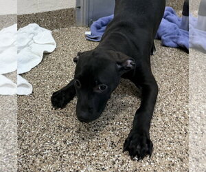 Labrador Retriever-Unknown Mix Dogs for adoption in Hilton Head, SC, USA