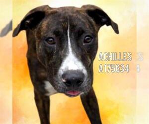 Mutt Dogs for adoption in Tulsa, OK, USA