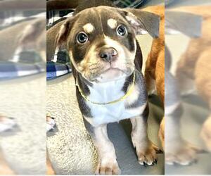 Mutt Dogs for adoption in Visalia, CA, USA