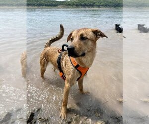 Labrador Retriever-Unknown Mix Dogs for adoption in Hoisington, KS, USA