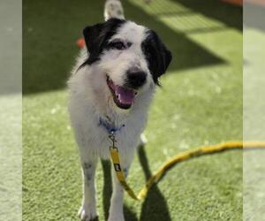 Irish Wolfhound-Unknown Mix Dogs for adoption in Las Vegas, NV, USA