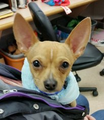 Chihuahua Dogs for adoption in Batavia, NY, USA