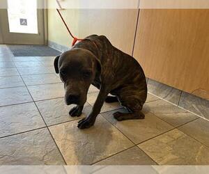 Mutt Dogs for adoption in Orange, CA, USA