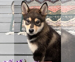 Siberian Husky-Unknown Mix Dogs for adoption in Polson, MT, USA