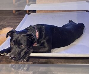 Labrador Retriever-Unknown Mix Dogs for adoption in The Woodlands, TX, USA