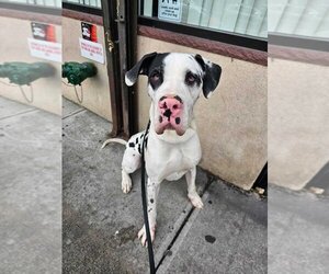 Great Dane Dogs for adoption in Brooklyn, NY, USA