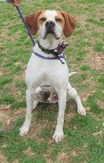 Pointer Dogs for adoption in Franklin, TN, USA