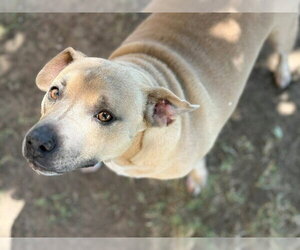 Mutt Dogs for adoption in Tulsa, OK, USA