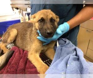 German Shepherd Dog Dogs for adoption in Riverside, CA, USA