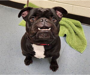 American French Bull Terrier Dogs for adoption in Denver, CO, USA