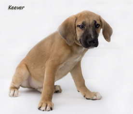 German Shepherd Dog Dogs for adoption in Shamokin, PA, USA