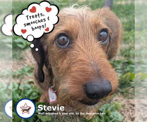 Dachshund Dogs for adoption in Shelbyville, TN, USA