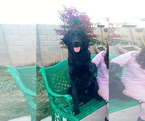 Golden Retriever-Unknown Mix Dogs for adoption in Glendale , AZ, USA