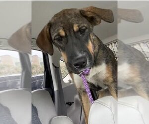 Sheprador Dogs for adoption in Mt. Laurel, NJ, USA