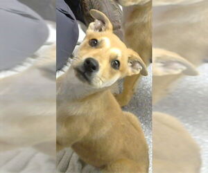 Carolina Dog-Unknown Mix Dogs for adoption in Pasadena, TX, USA