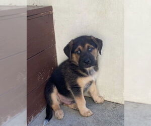 Mutt Dogs for adoption in San Juan Capistrano, CA, USA