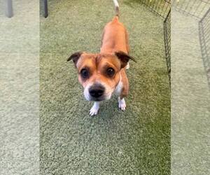 Jack Russell Terrier-Unknown Mix Dogs for adoption in Tempe , AZ, USA