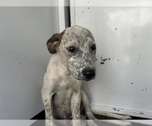 Australian Cattle Dog-Unknown Mix Dogs for adoption in Visalia, CA, USA