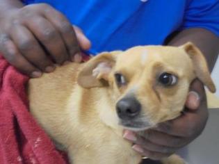 Chiweenie Dogs for adoption in Gulfport, MS, USA