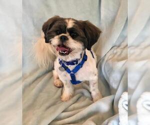 Shih Tzu Dogs for adoption in Greensboro, NC, USA