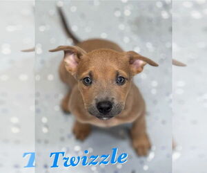 American Pit Bull Terrier-Labrador Retriever Mix Dogs for adoption in Lakewood, CO, USA