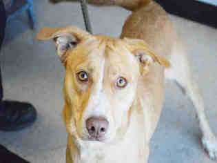 Medium Photo #1 Collie-Labrador Retriever Mix Puppy For Sale in Olathe, KS, USA