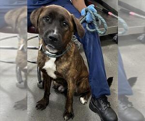 Dutch Shepherd -Unknown Mix Dogs for adoption in Forestville, MD, USA