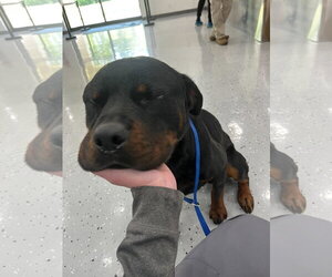 Rottweiler Dogs for adoption in Hillsboro, NH, USA