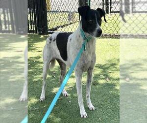 Chihuahua-Unknown Mix Dogs for adoption in Palmetto, FL, USA